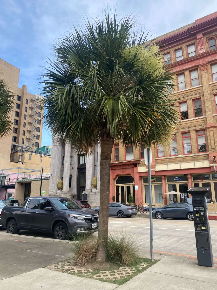 Historic downtown Strand District Galveston Texas